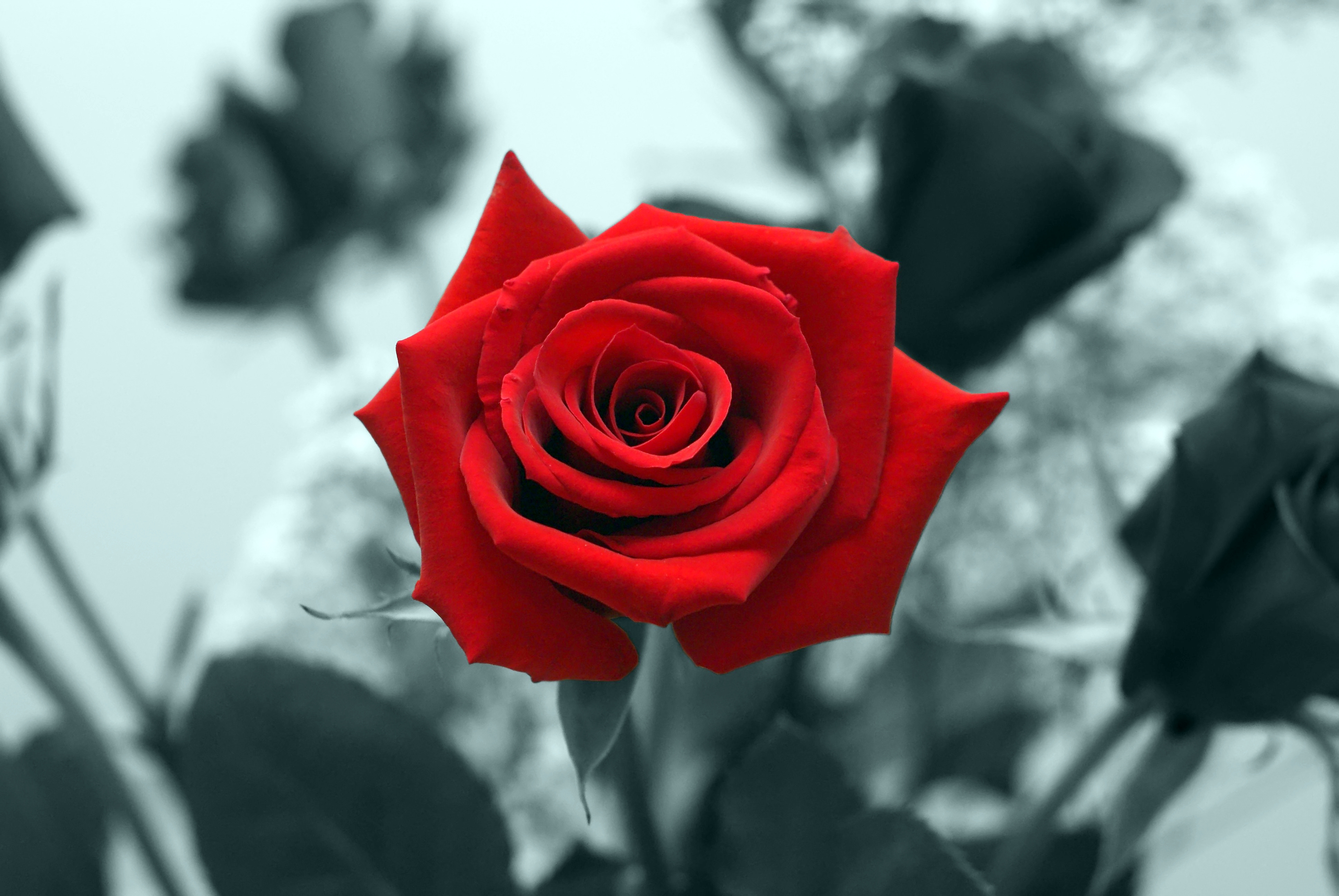 Red Rose Hd Wallpapers - Small Size Red Rose , HD Wallpaper & Backgrounds
