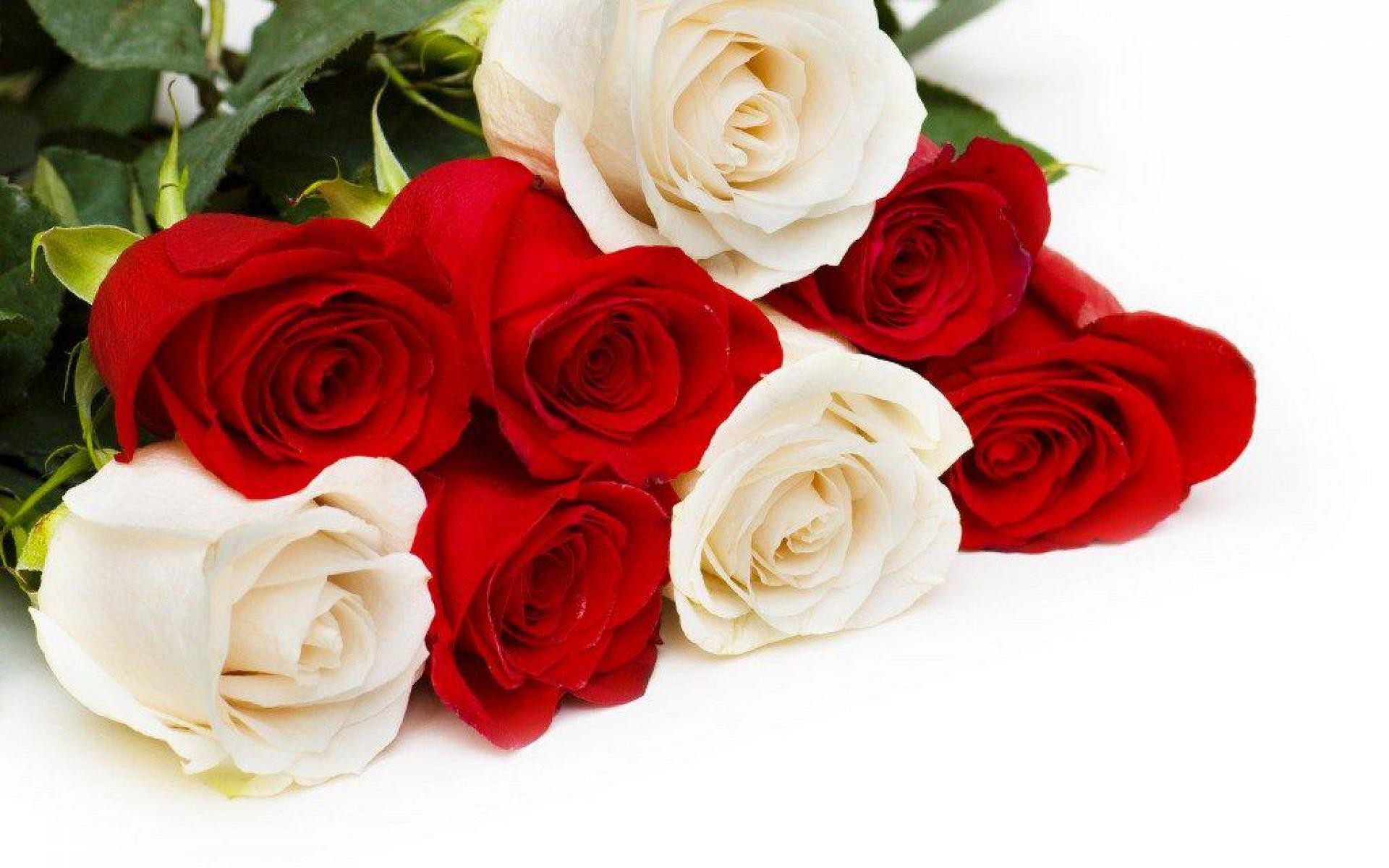 Beautiful Romantic Red Lovely Roses Gorgeous White - Beautiful Love Flowers Roses , HD Wallpaper & Backgrounds