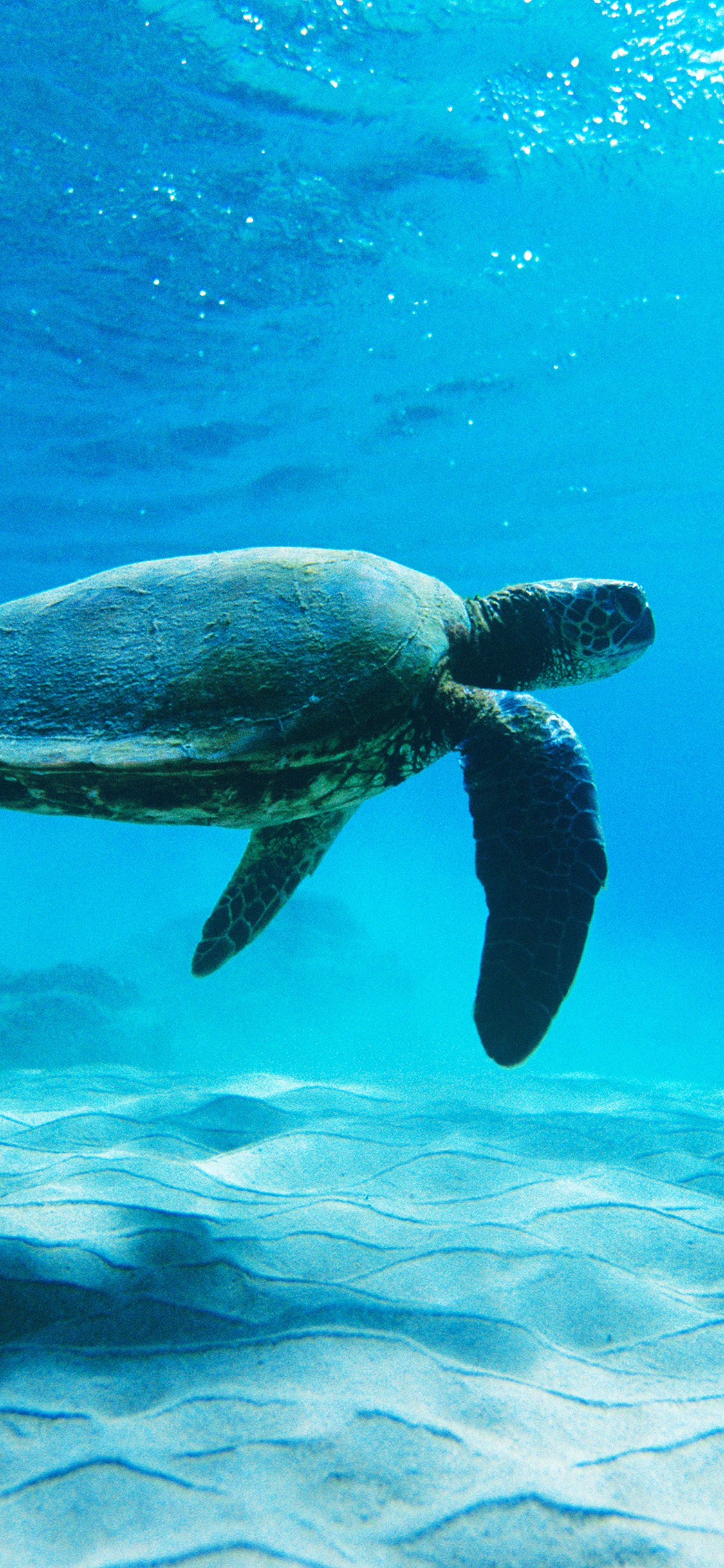 Me62 Turtle Sea Ocean Animal - Macbook Pro Wallpaper Ocean , HD Wallpaper & Backgrounds
