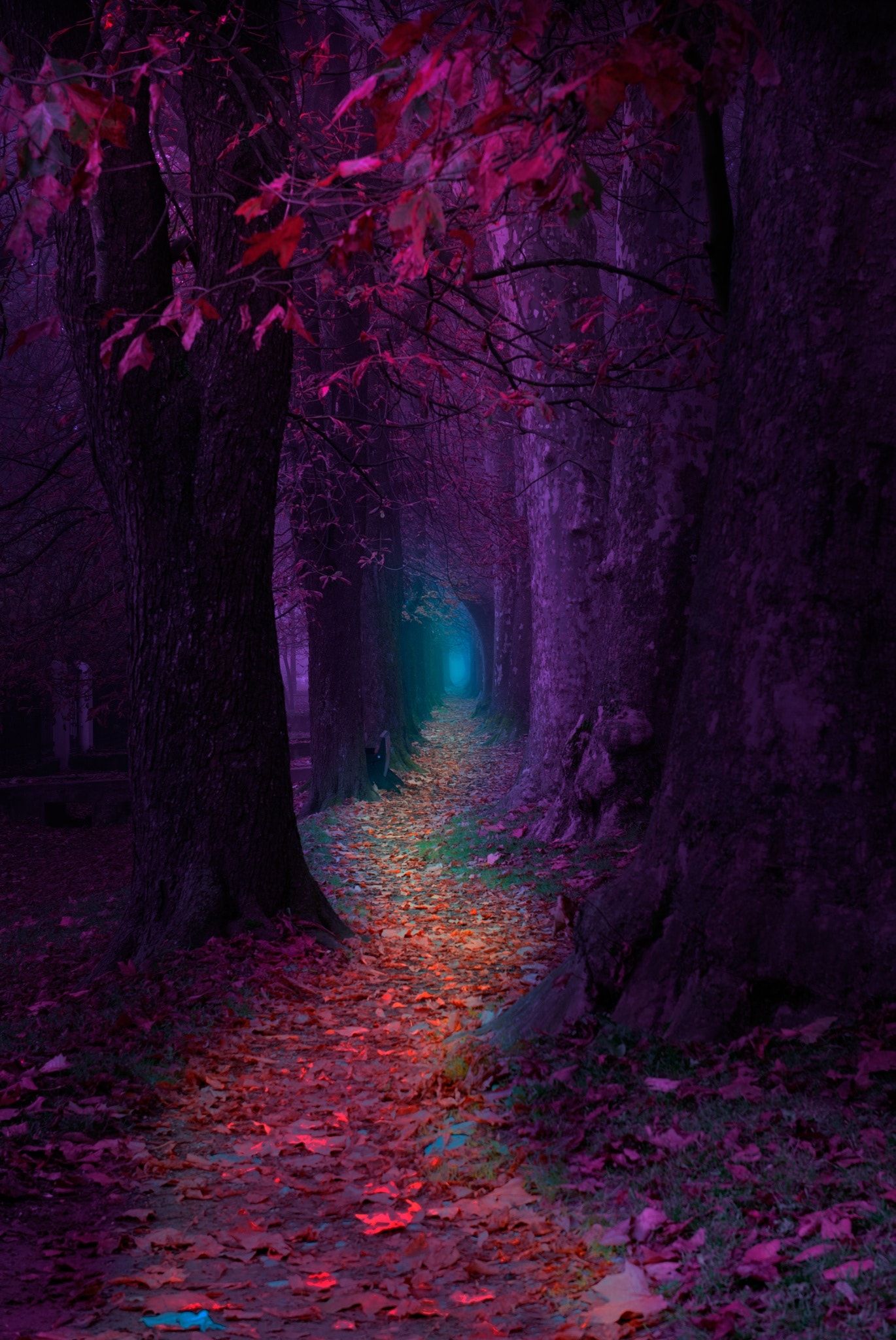 Fairytale Pathway , HD Wallpaper & Backgrounds