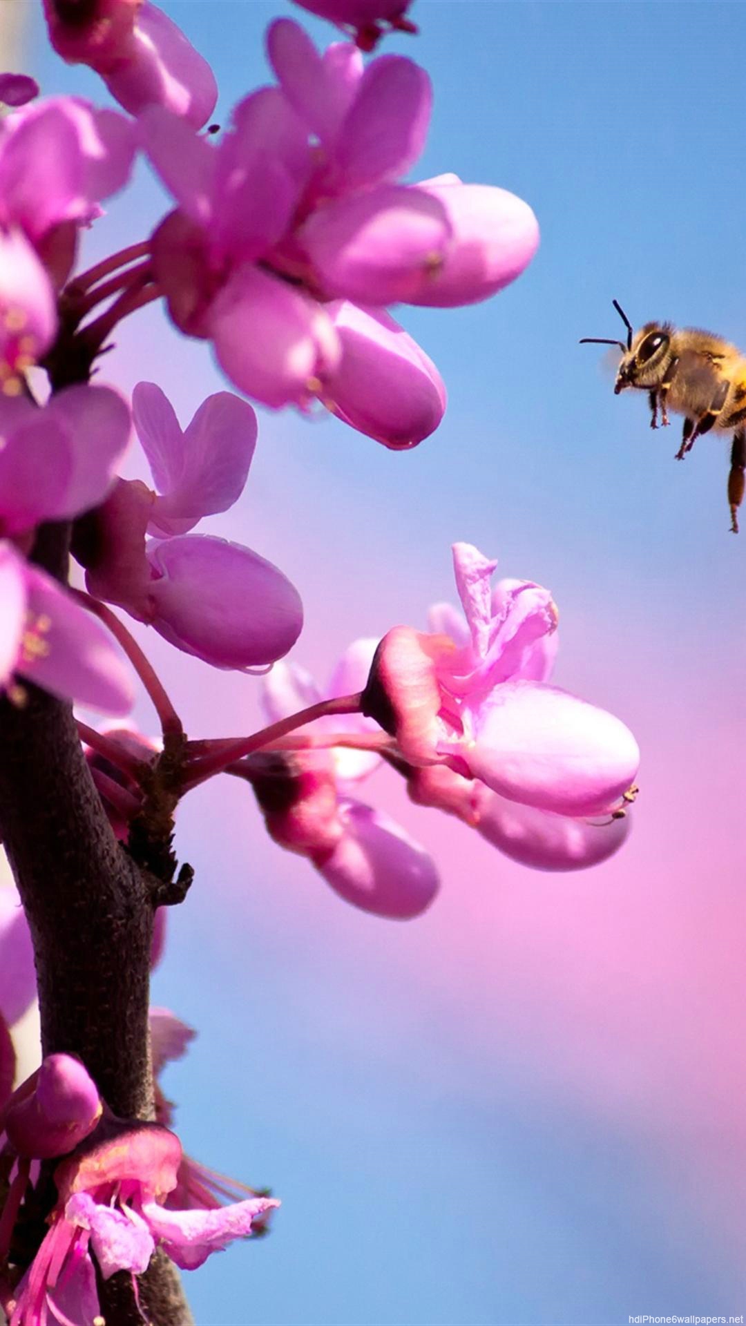 Start Download - Close Up Bee On Flower , HD Wallpaper & Backgrounds