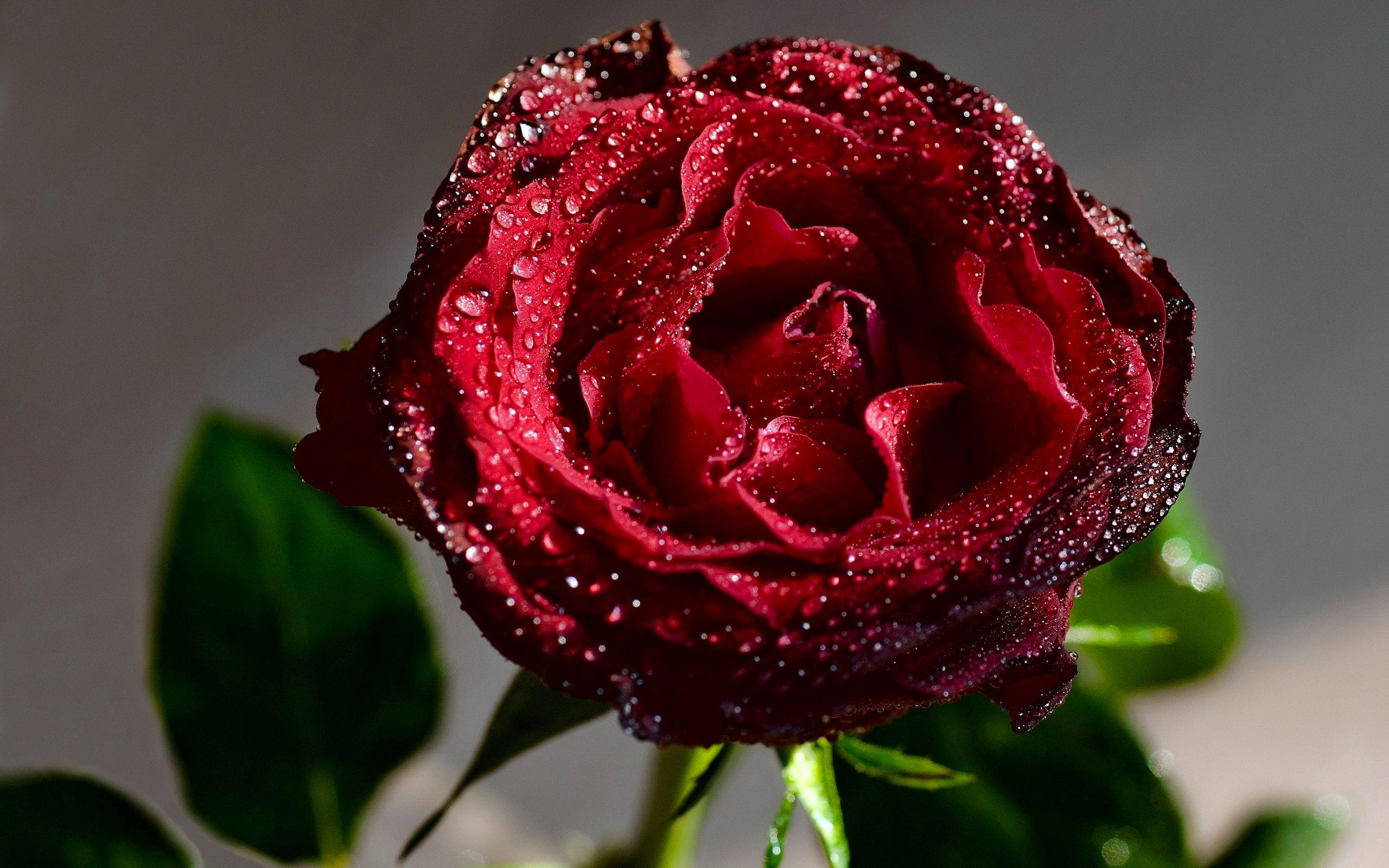 3d Rose Wallpapers Free Download - Beautiful Red Roses 3d , HD Wallpaper & Backgrounds