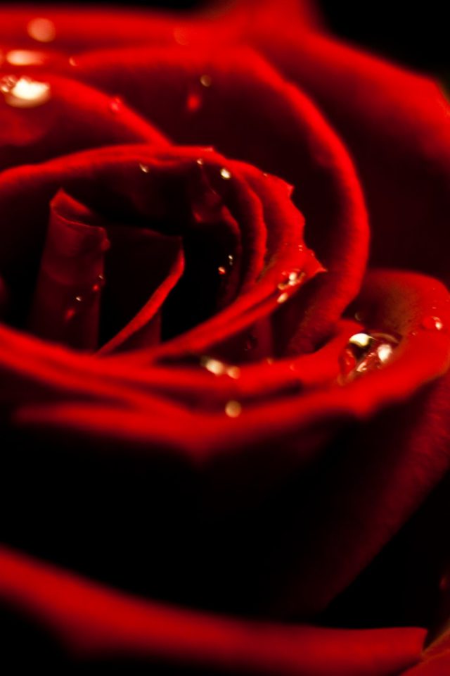 3d Rose Valentine Iphone Wallpaper - Red Wallpaper Hd Iphone 7 Plus , HD Wallpaper & Backgrounds