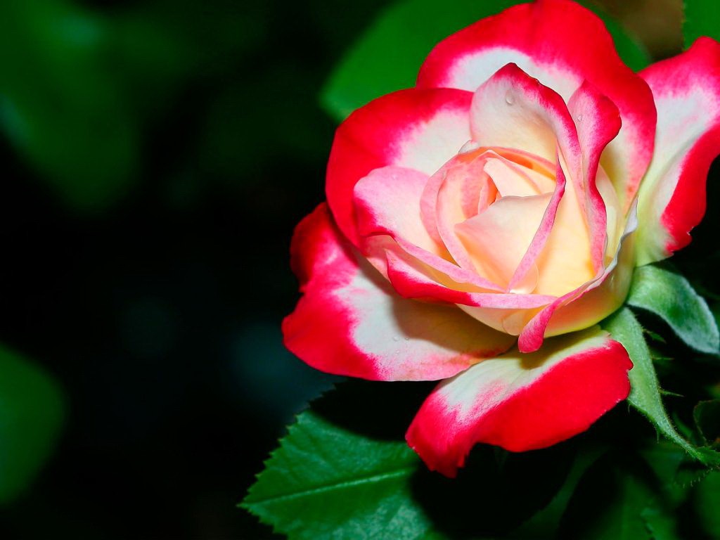 Rose Flower , HD Wallpaper & Backgrounds