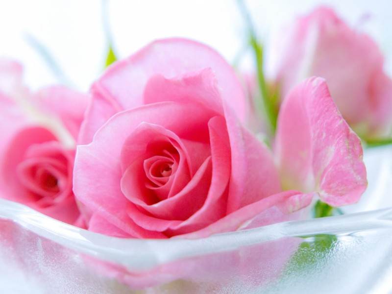 Beautiful Pink Rose Flowers Hd Wallpapers - Cute Roses Wallpapers Hd , HD Wallpaper & Backgrounds