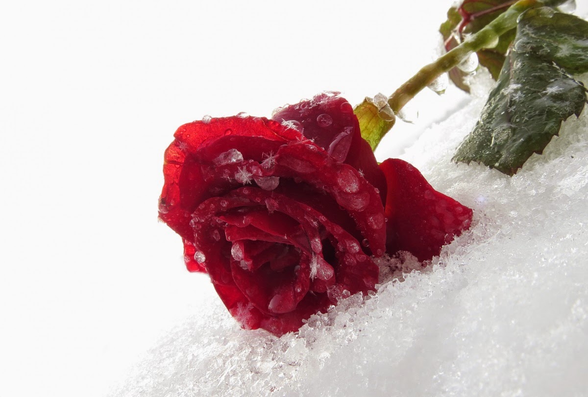 Beautiful Flowers Profile Picture 2 Profile Pictures - Two Red Rose Snow , HD Wallpaper & Backgrounds