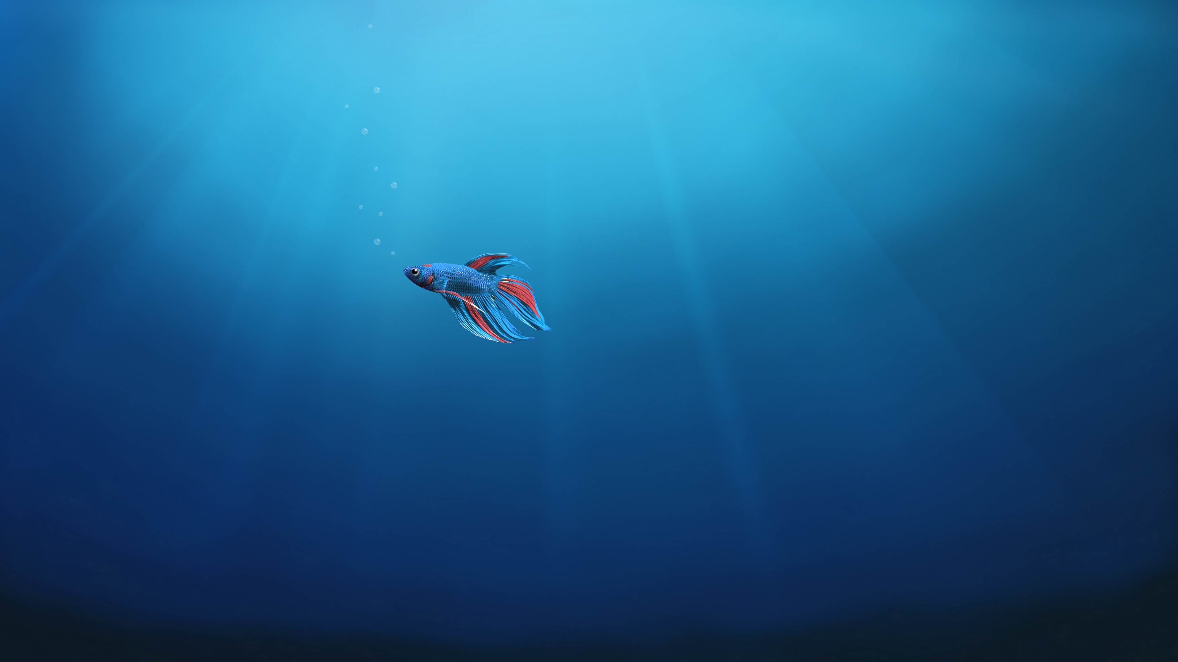 Underwater, Windows 10, 4k - 4k Wallpaper Windows 10 , HD Wallpaper & Backgrounds