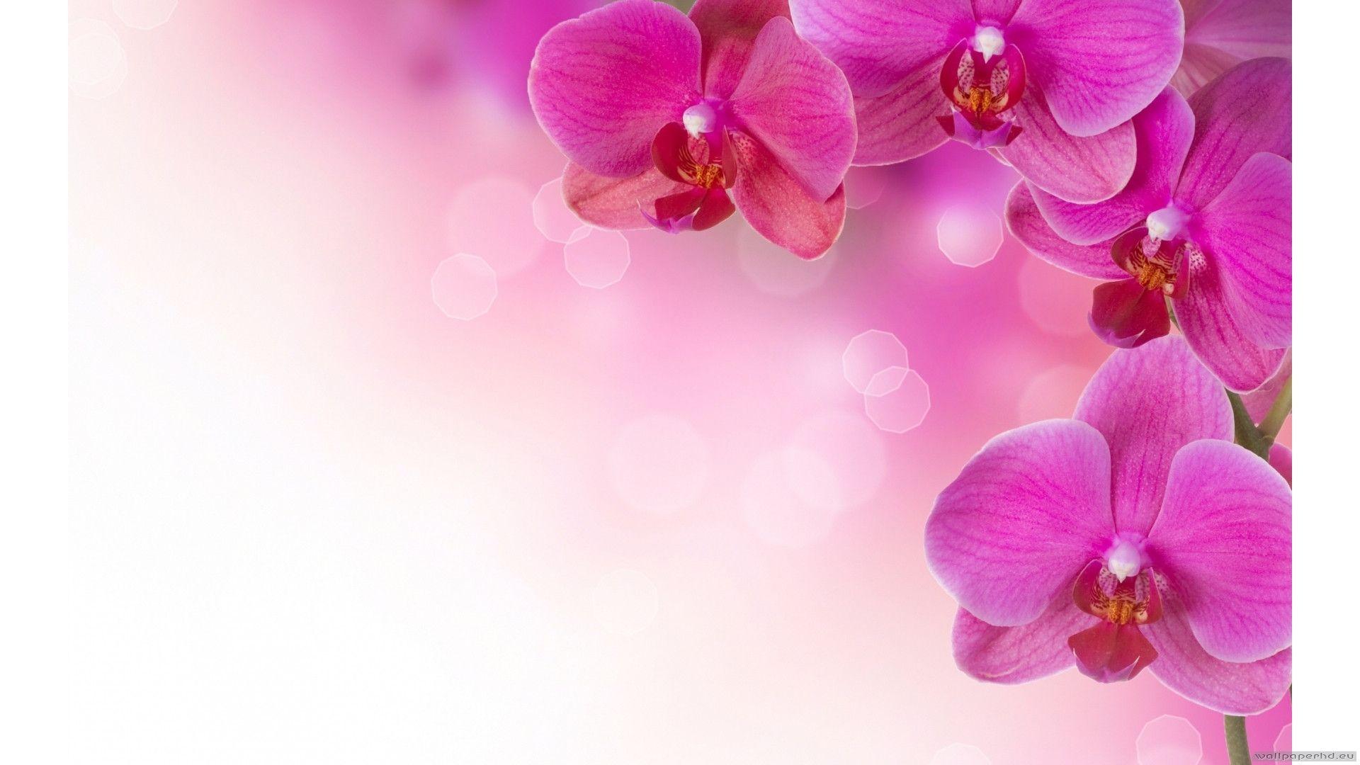 Zen Garden Live Wallpaper Full Apk - Pink Flower For Baby Background , HD Wallpaper & Backgrounds