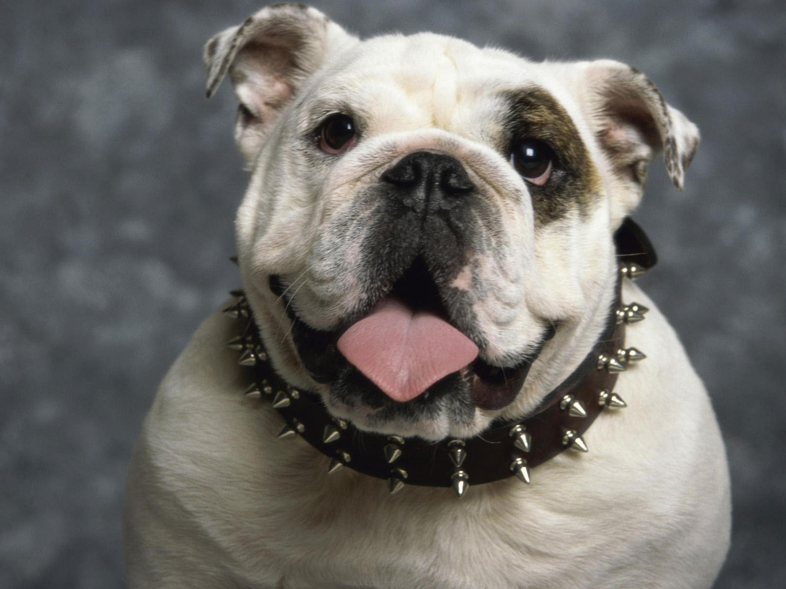 Tongue British Bulldog Wallpaper Art Hd Wallpaper - Bulldogs Aggressive , HD Wallpaper & Backgrounds