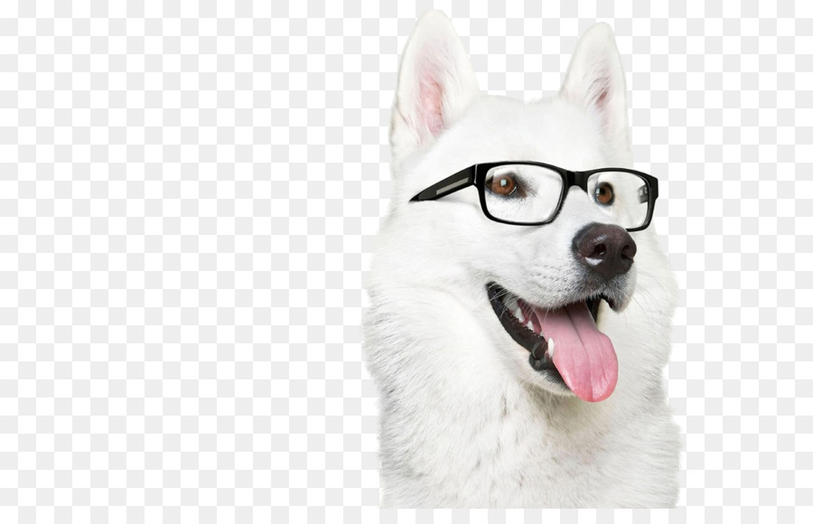 Desktop Wallpaper, Highdefinition Television, 4k Resolution, - White Dog With Glasses , HD Wallpaper & Backgrounds
