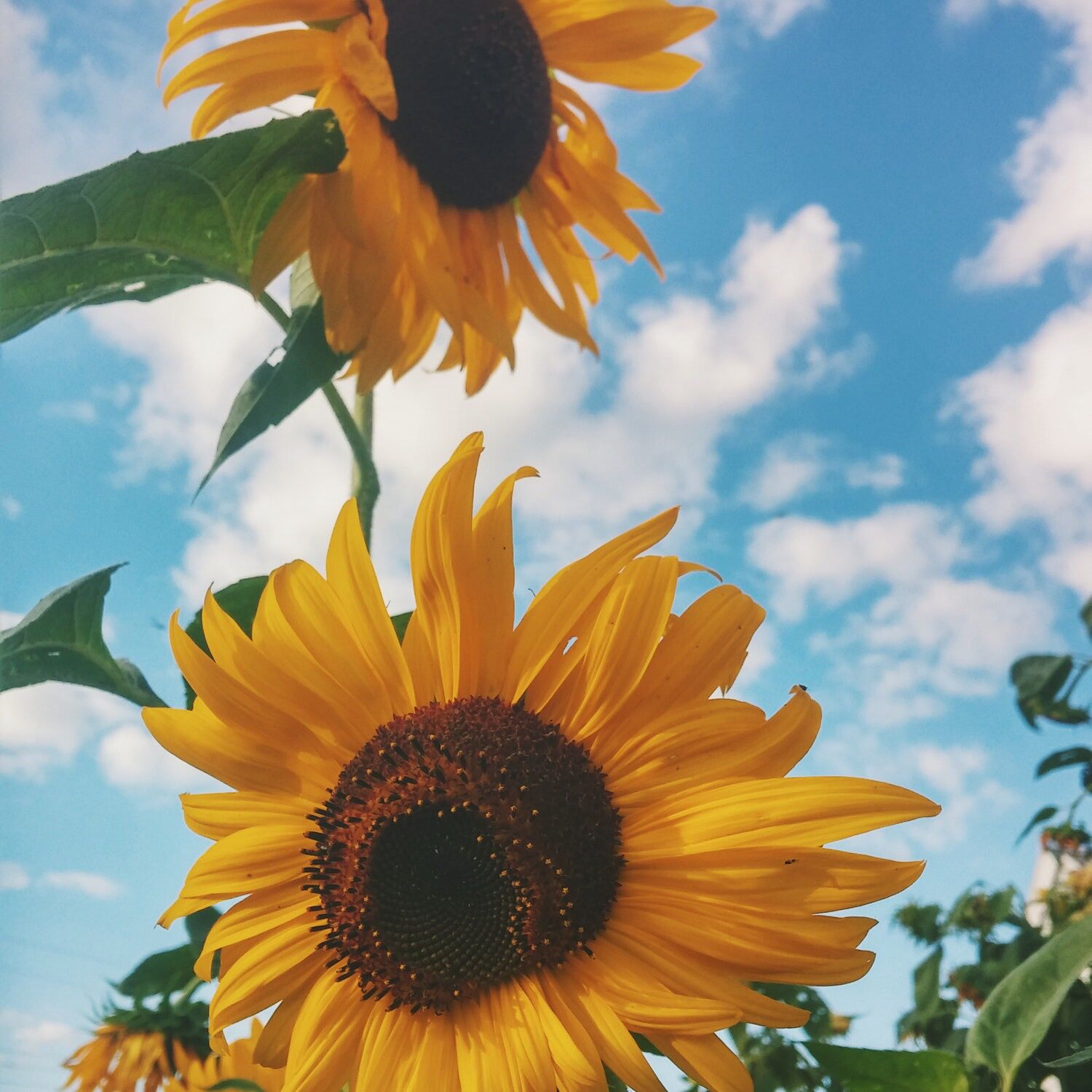 Featured image of post Tumblr Beautiful Sunflower Wallpaper / A collection of the top 52 tumblr wallpapers and backgrounds available for download for free.