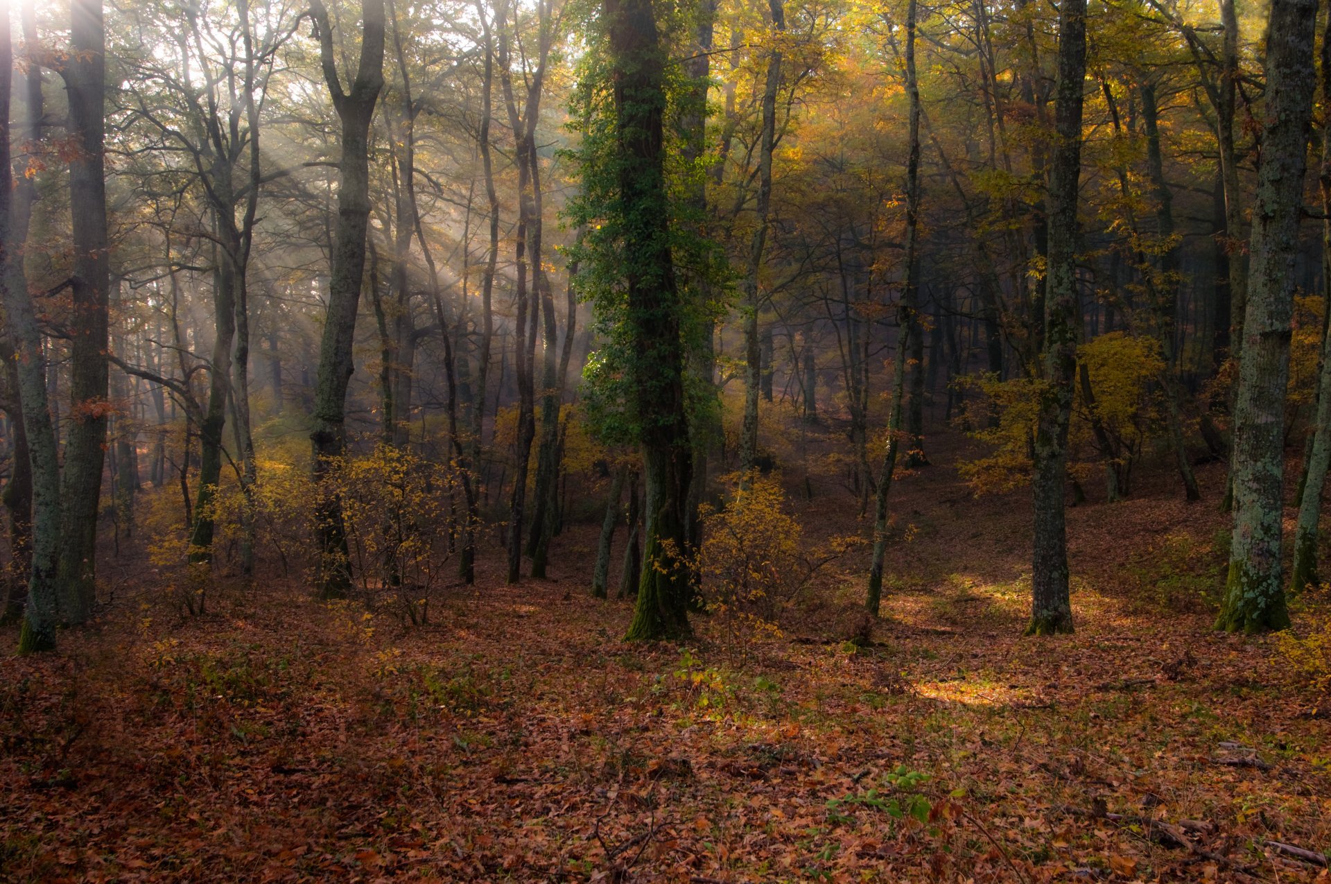 Forest Trees Leaves Sunshine Manziana Lazio Italy Tree - Old-growth Forest , HD Wallpaper & Backgrounds