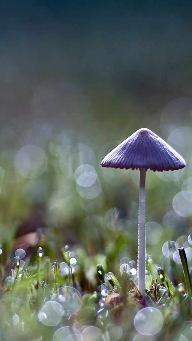 Pin By Connie Stahl On Fairies And Sprites - Mushroom Wallpaper Iphone , HD Wallpaper & Backgrounds