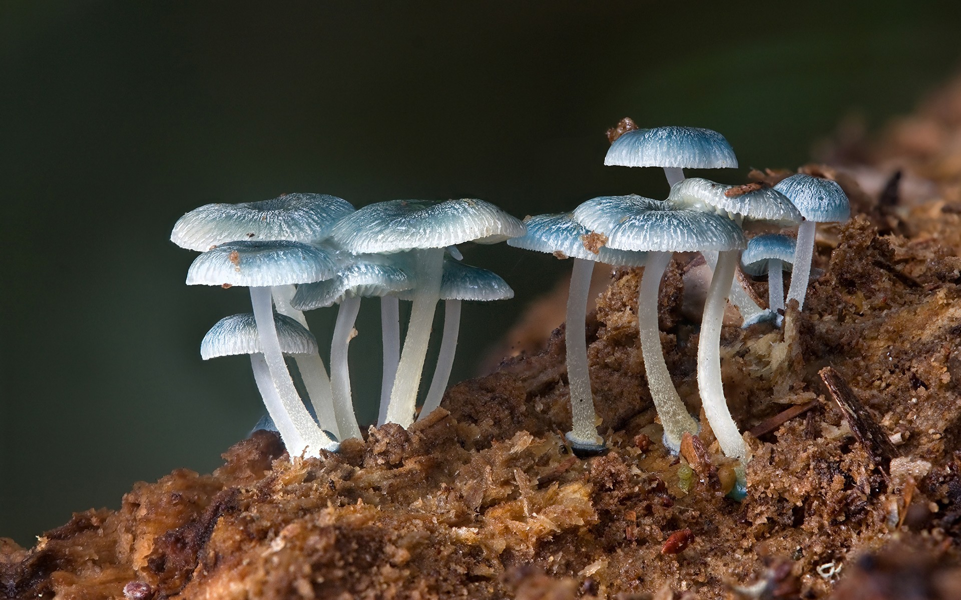 World's Most Beautiful Mushrooms , HD Wallpaper & Backgrounds