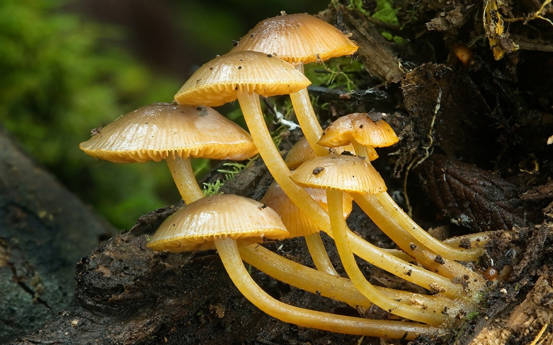 Samsung, Fungi, Plants,geo,nature Mushrooms, Wallpaper, - Kavak In Biology , HD Wallpaper & Backgrounds