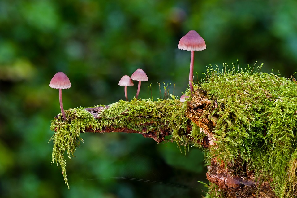 Mushroom, Moss, Mini Mushroom, Sponge - Mushroom Nature , HD Wallpaper & Backgrounds