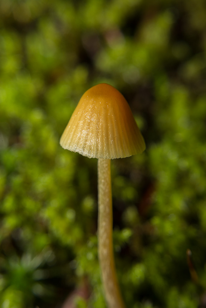 Lil Shroom Tags - Agaricaceae , HD Wallpaper & Backgrounds