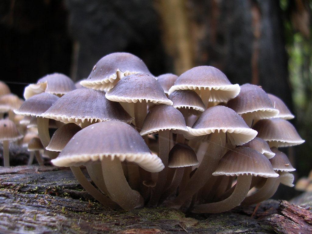 Small Mushrooms Wallpaper - Thallophyta Fungi , HD Wallpaper & Backgrounds