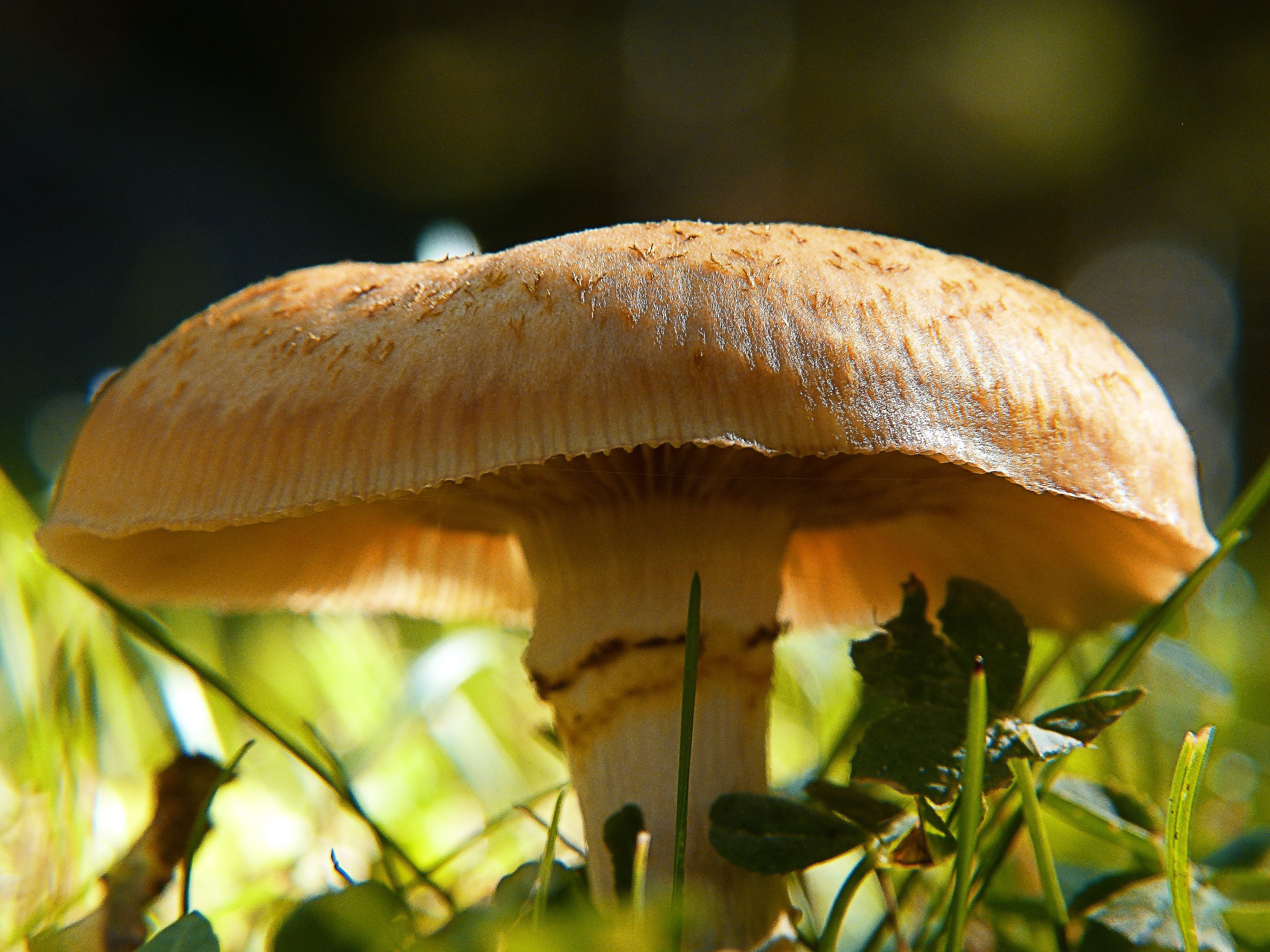 Wild Mushroom Wallpaper - Mushroom , HD Wallpaper & Backgrounds