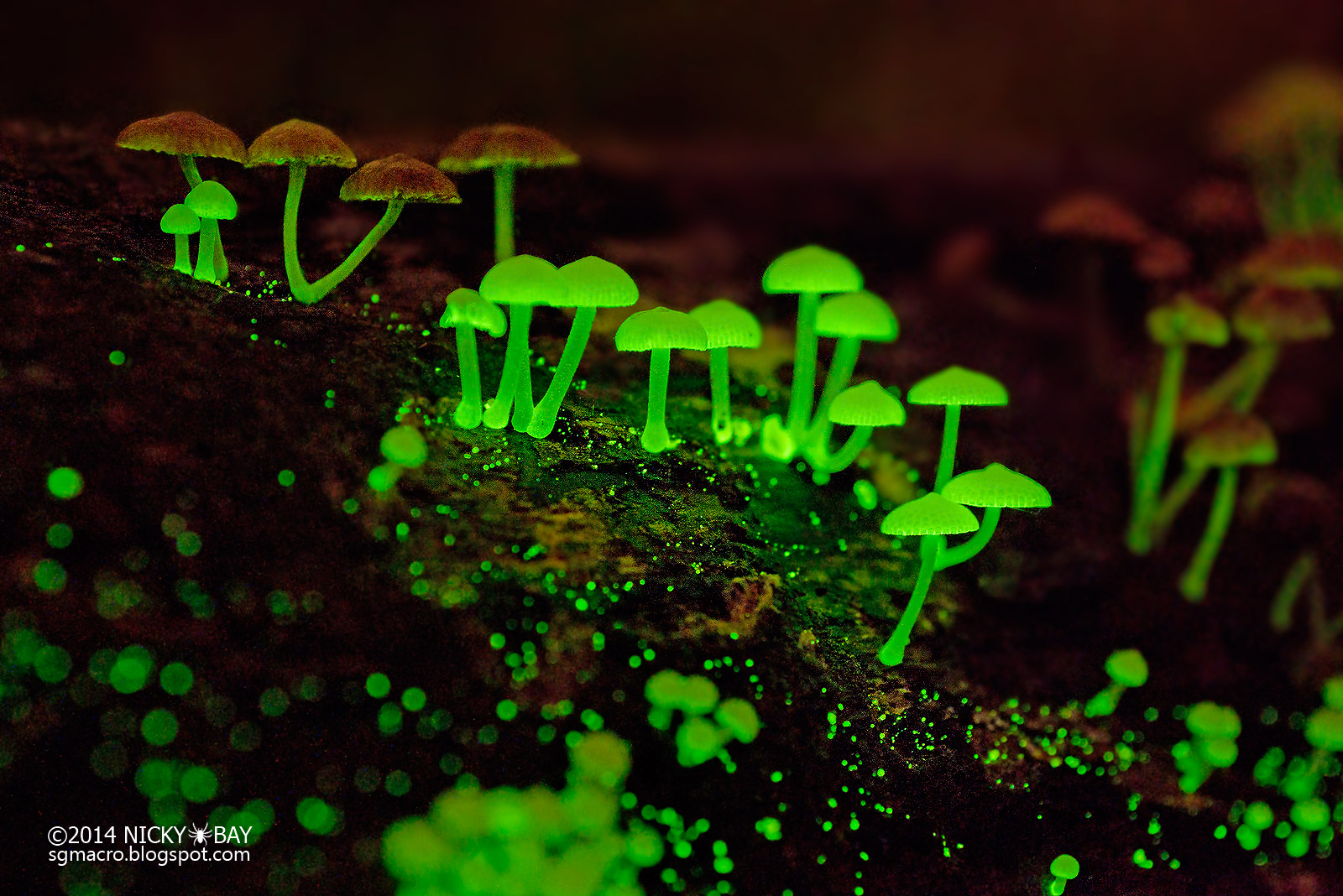 Wallpaperbioluminescent Fungi - Bioluminescent Fungi , HD Wallpaper & Backgrounds