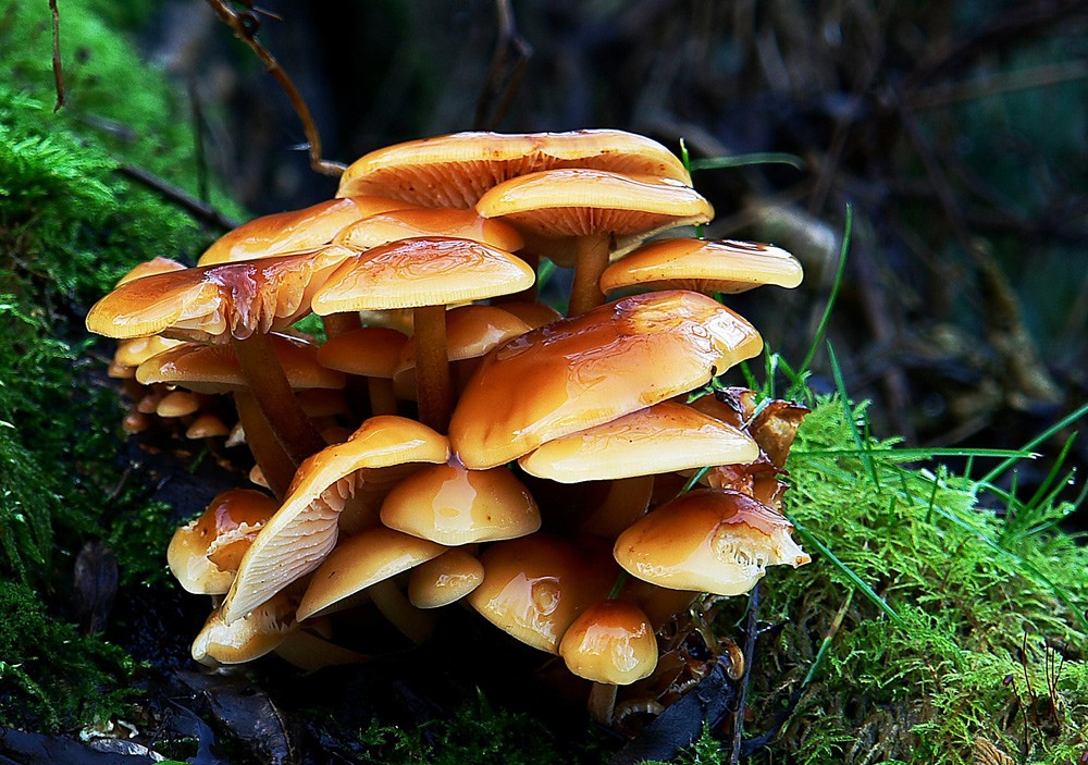 Safety Numbers Wet Golden Fungi Pretty Moss Green Awesome - Enokitake , HD Wallpaper & Backgrounds