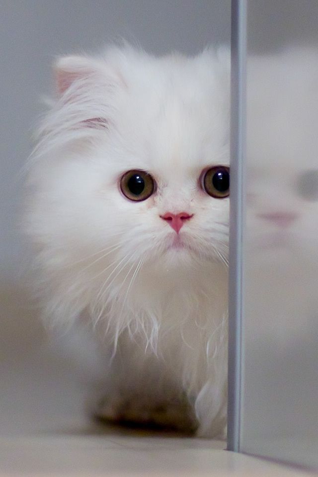 Cute White Cat Phone Wallpapers Download - Cute White Persian Cats , HD Wallpaper & Backgrounds