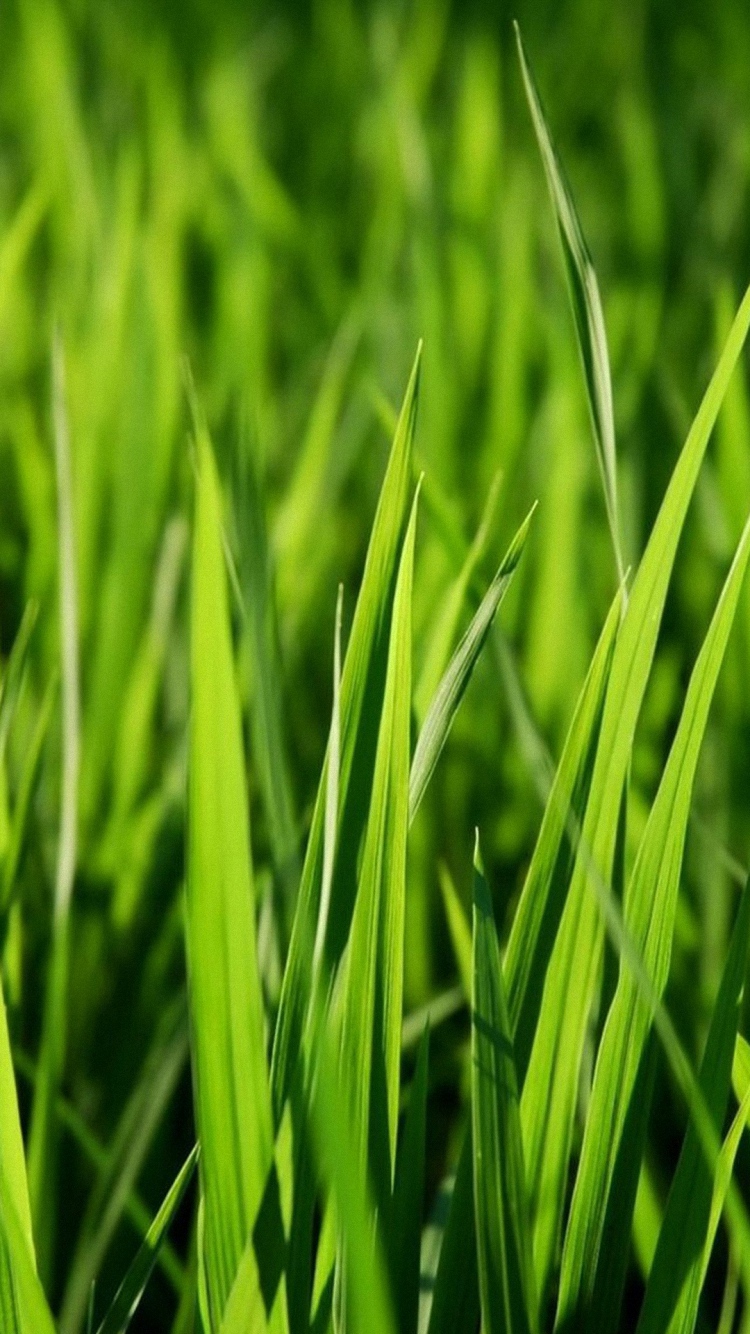 Green Grass Full Hd Wallpaper - Green Grass Full Hd , HD Wallpaper & Backgrounds