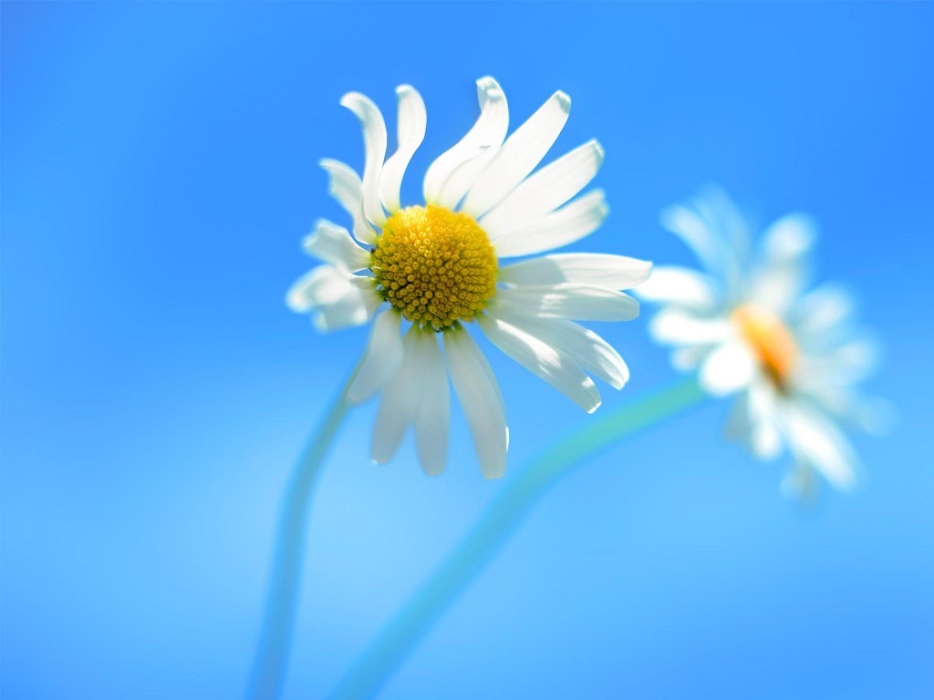 Original Wallpaper Windows 8.1 (#922580) - HD Wallpaper \u0026 Backgrounds  Download, image size:1024x768