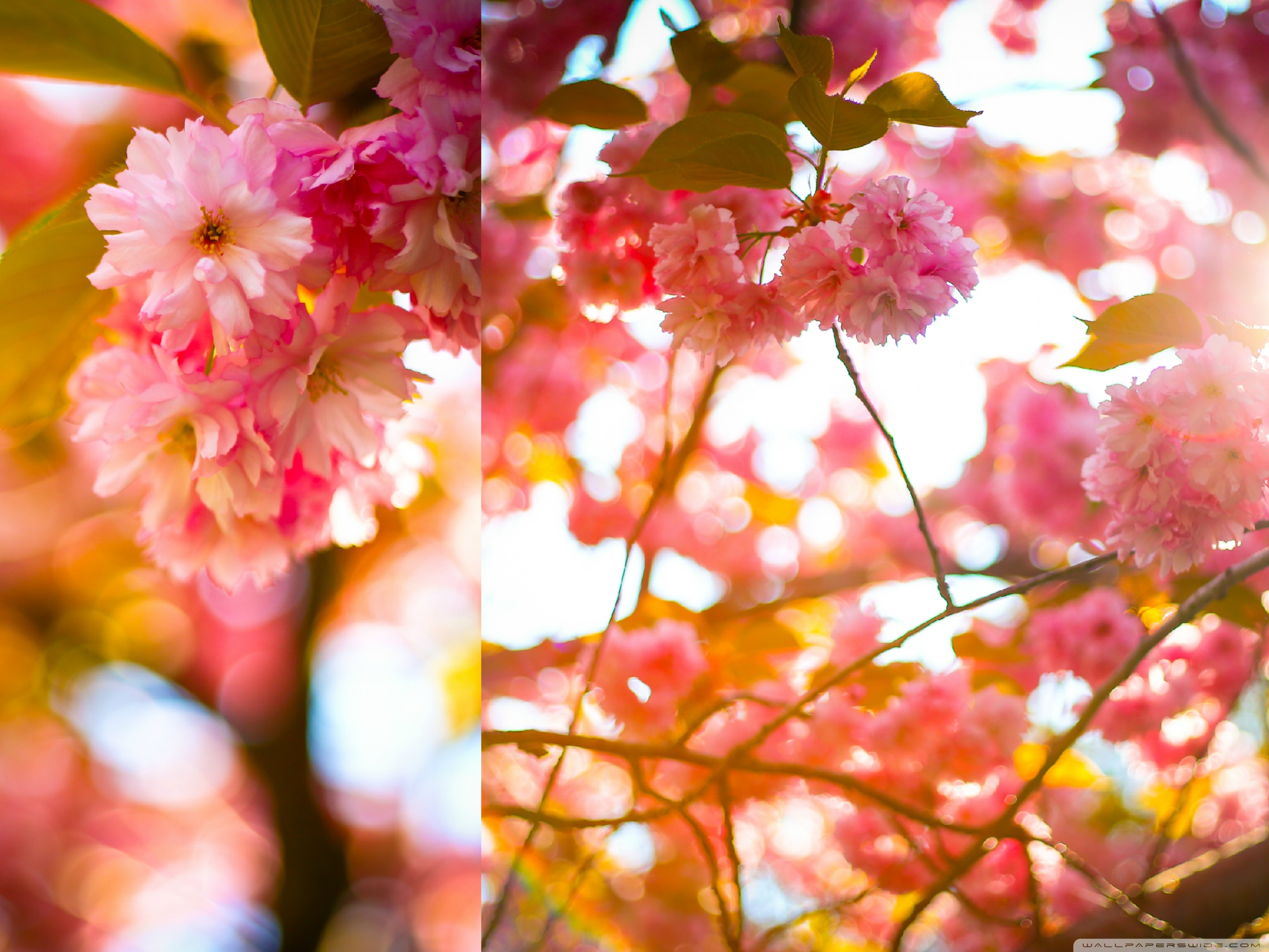 Standard - Cherry Blossom , HD Wallpaper & Backgrounds
