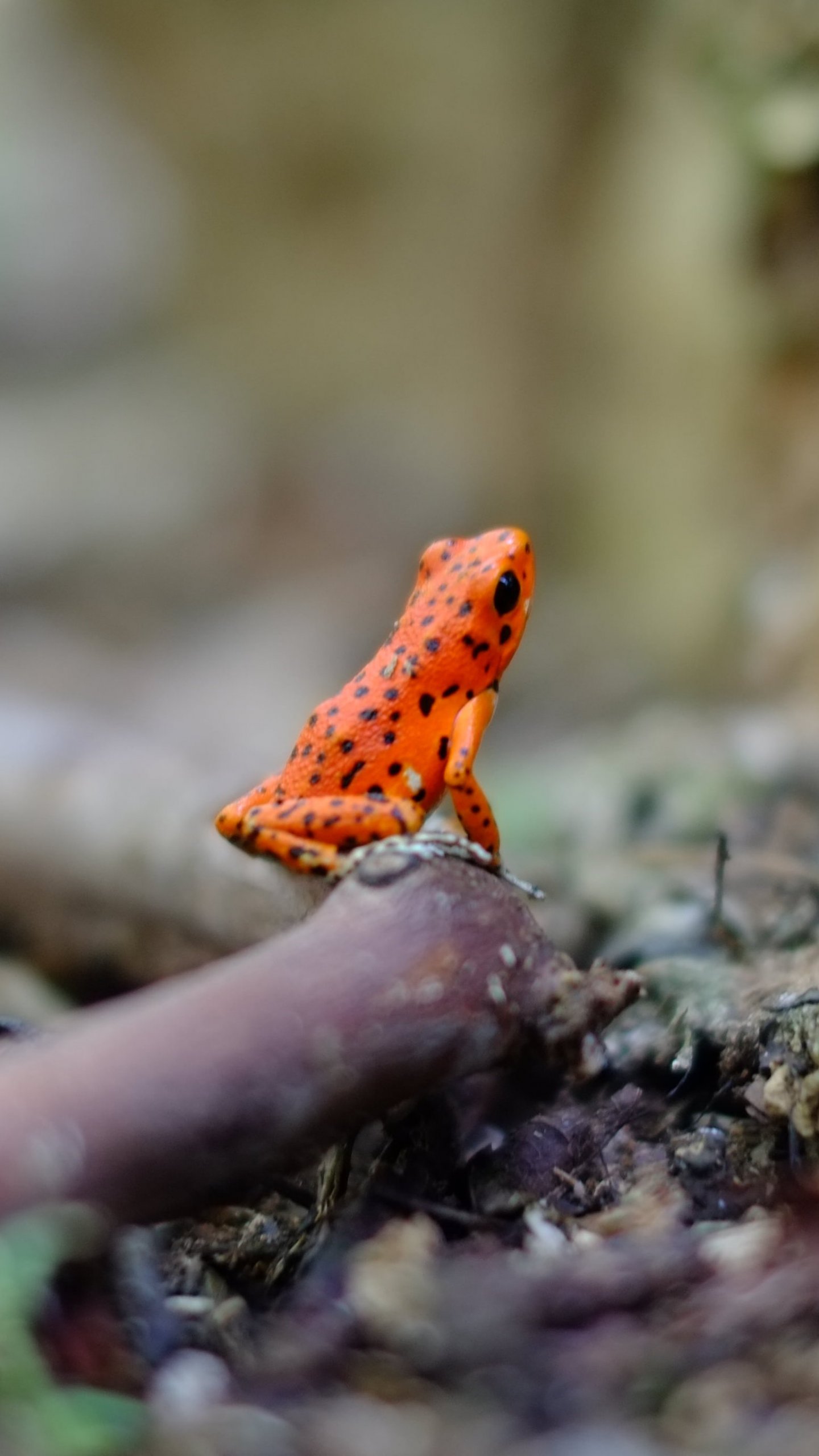 Orange Frog - Poison Dart Frog Wallpaper Phone , HD Wallpaper & Backgrounds