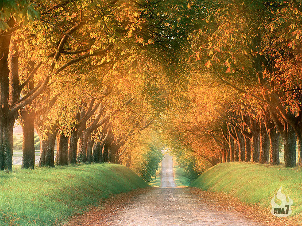 Autumn Road, Cognac Region, France Wallpaper - Natural Beautiful , HD Wallpaper & Backgrounds