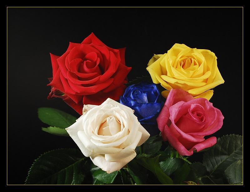 Animated Mobile Phone Wallpapers Flowers Roses In Ten - Different Colors Of Roses , HD Wallpaper & Backgrounds