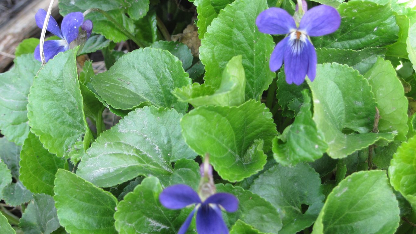 Awesome Violets Flowers Nature Wallpapers Desktop Free - Blue Violet , HD Wallpaper & Backgrounds