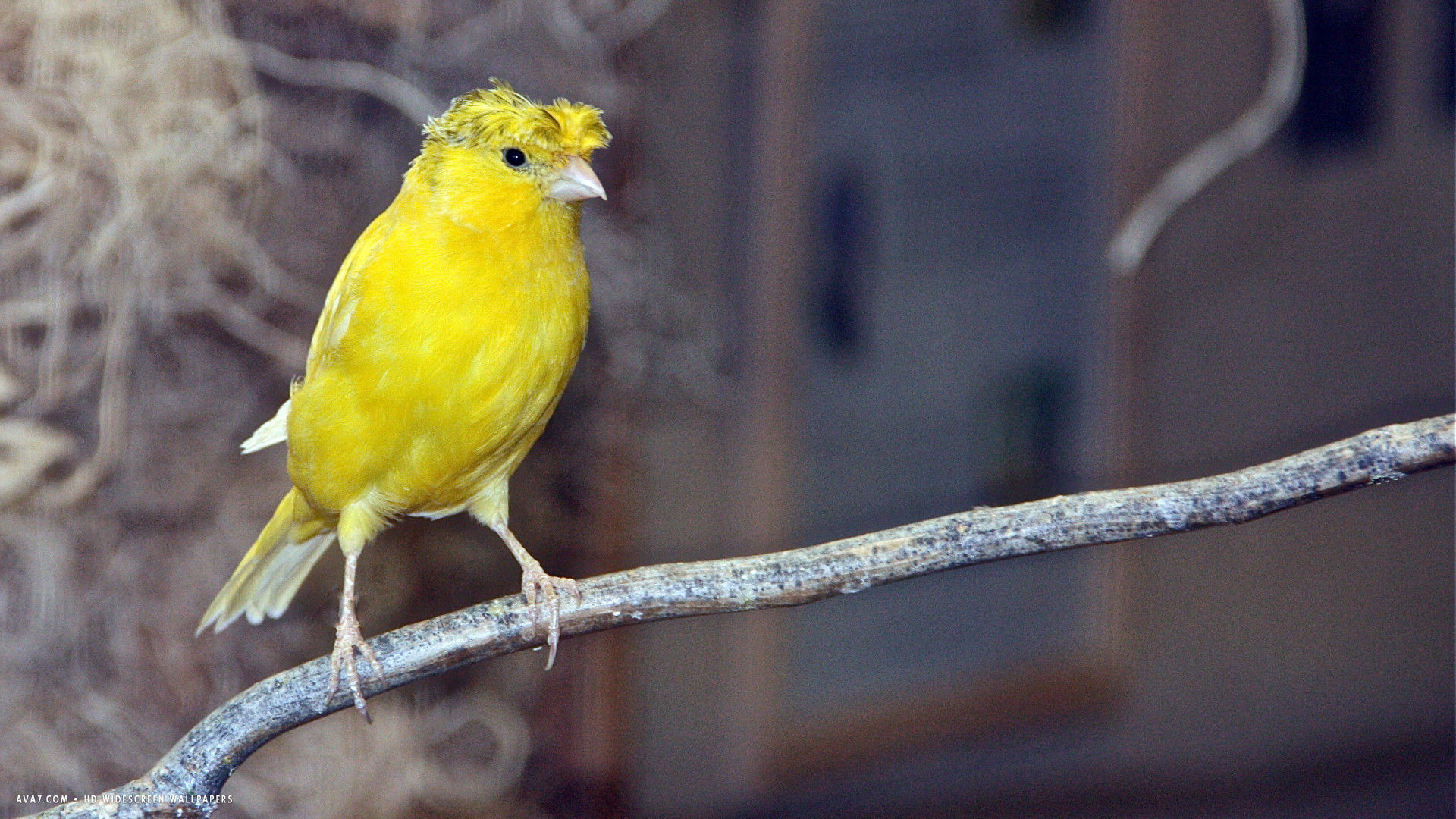 Canary Crested Intense Yellow Crest Bird Hd Widescreen - Trump Bird Build Wall , HD Wallpaper & Backgrounds
