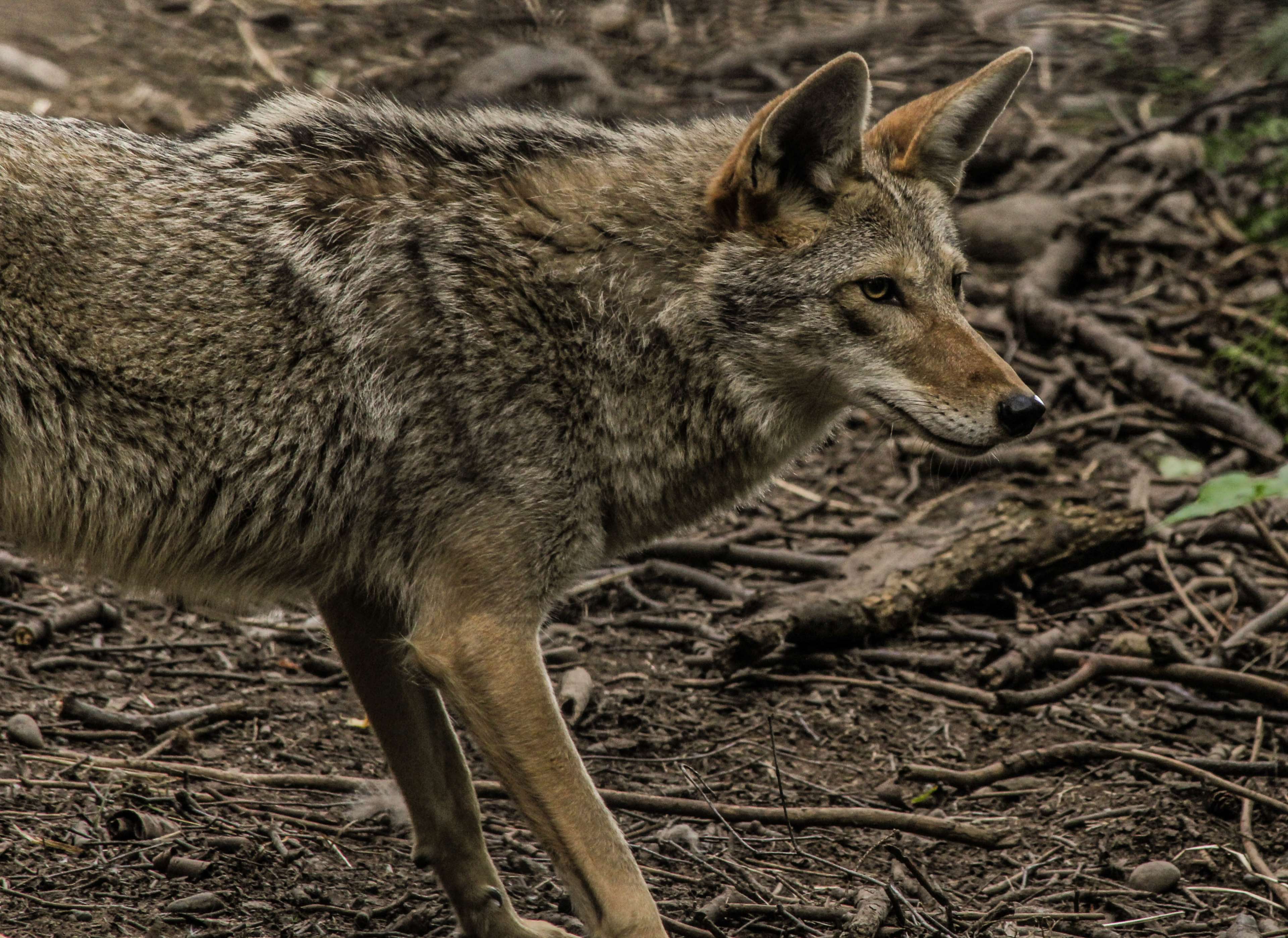 Coyote , HD Wallpaper & Backgrounds