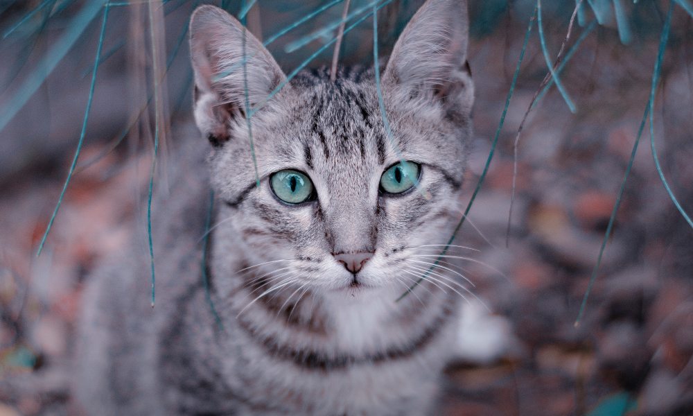 Pretty Light Aesthetic Cat , HD Wallpaper & Backgrounds