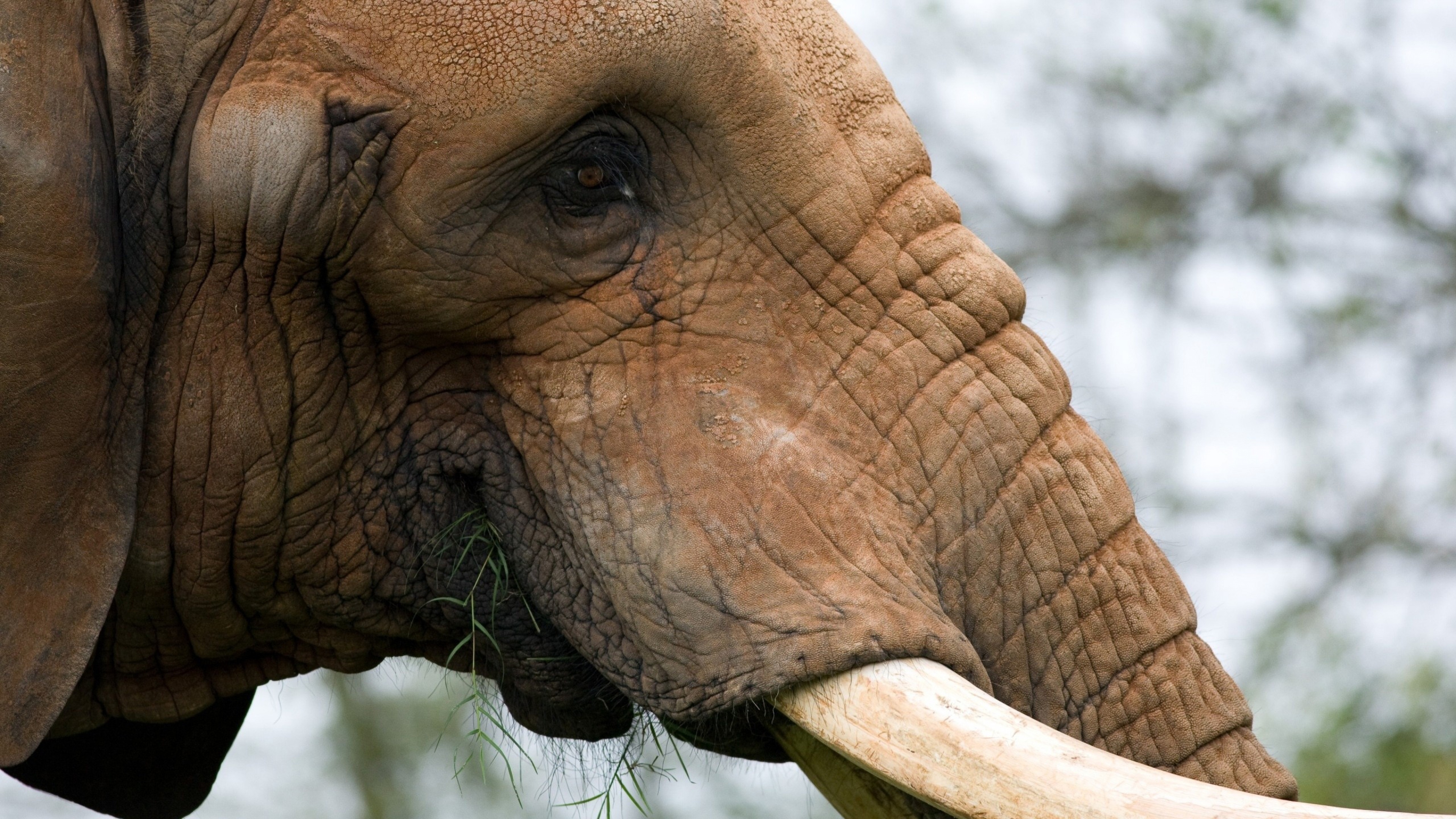 Elephant Face Profile - Side Face View Of Elephant , HD Wallpaper & Backgrounds
