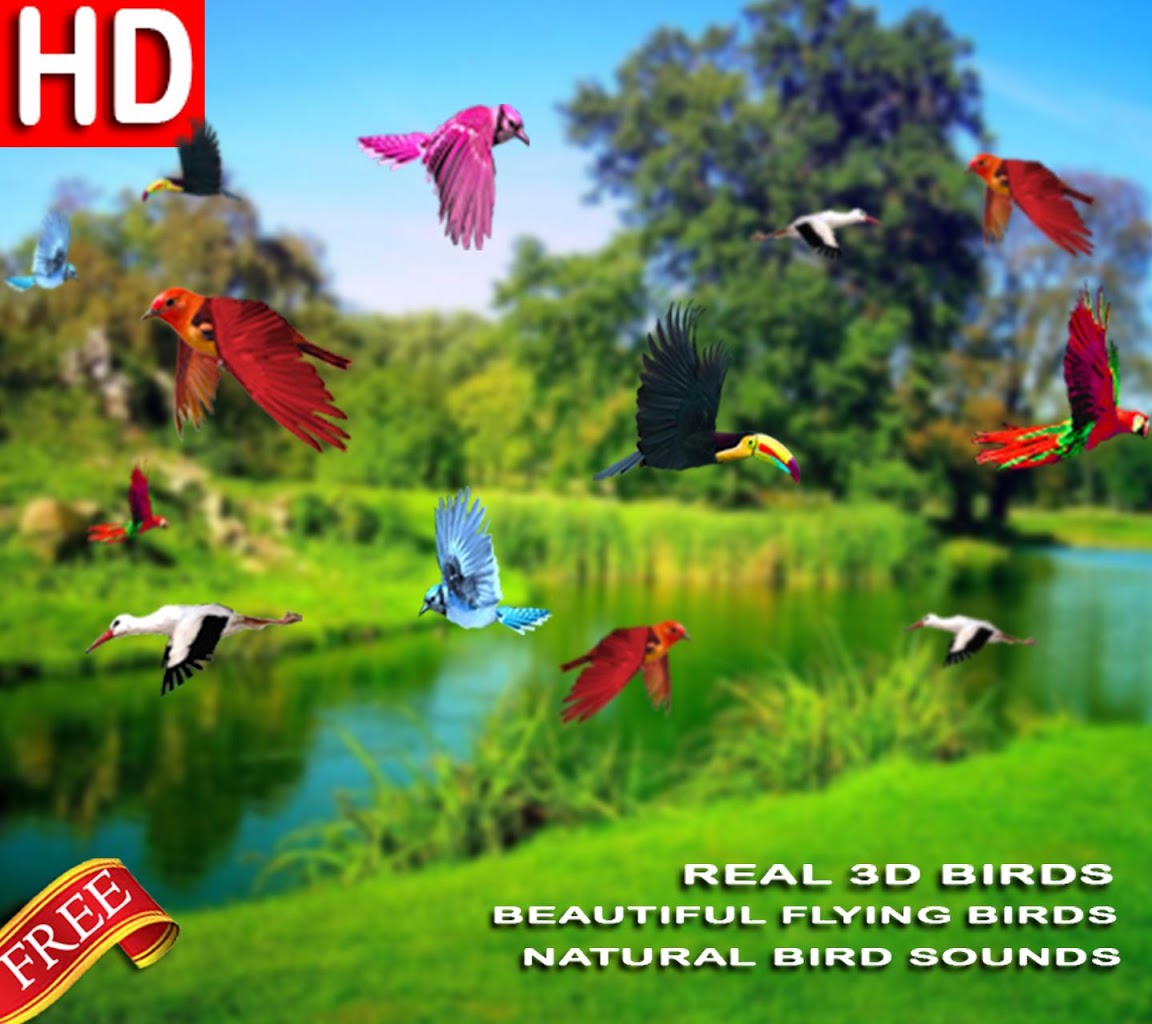 Beautiful - Live Wallpaper Of Birds , HD Wallpaper & Backgrounds