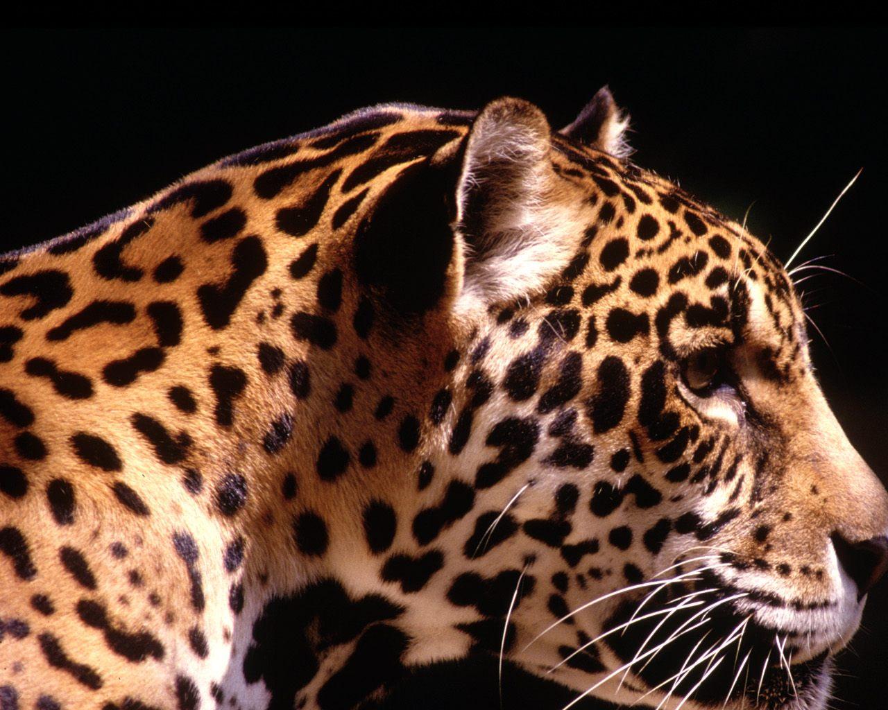 Leopard Profile Wallpaper - Jaguar Animal Black Background , HD Wallpaper & Backgrounds