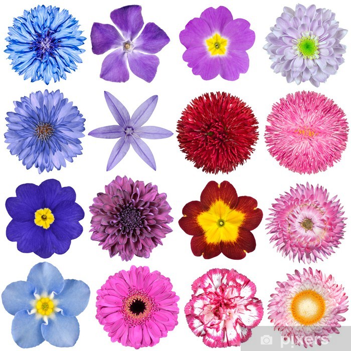 Big Selection Of Colorful Flowers Isolated On White - Clip Art , HD Wallpaper & Backgrounds