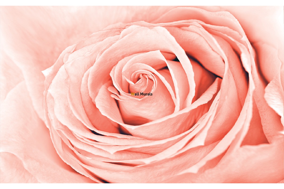 0309 808 F5 Fototapeti Rosa Koral Photo Mural Rose - Бутон Розовой Розы , HD Wallpaper & Backgrounds