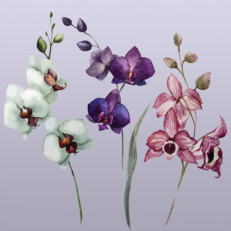 Image Showing Camille Large Scale Floral Pattern Design - Orchid Flower Watercolor Png , HD Wallpaper & Backgrounds