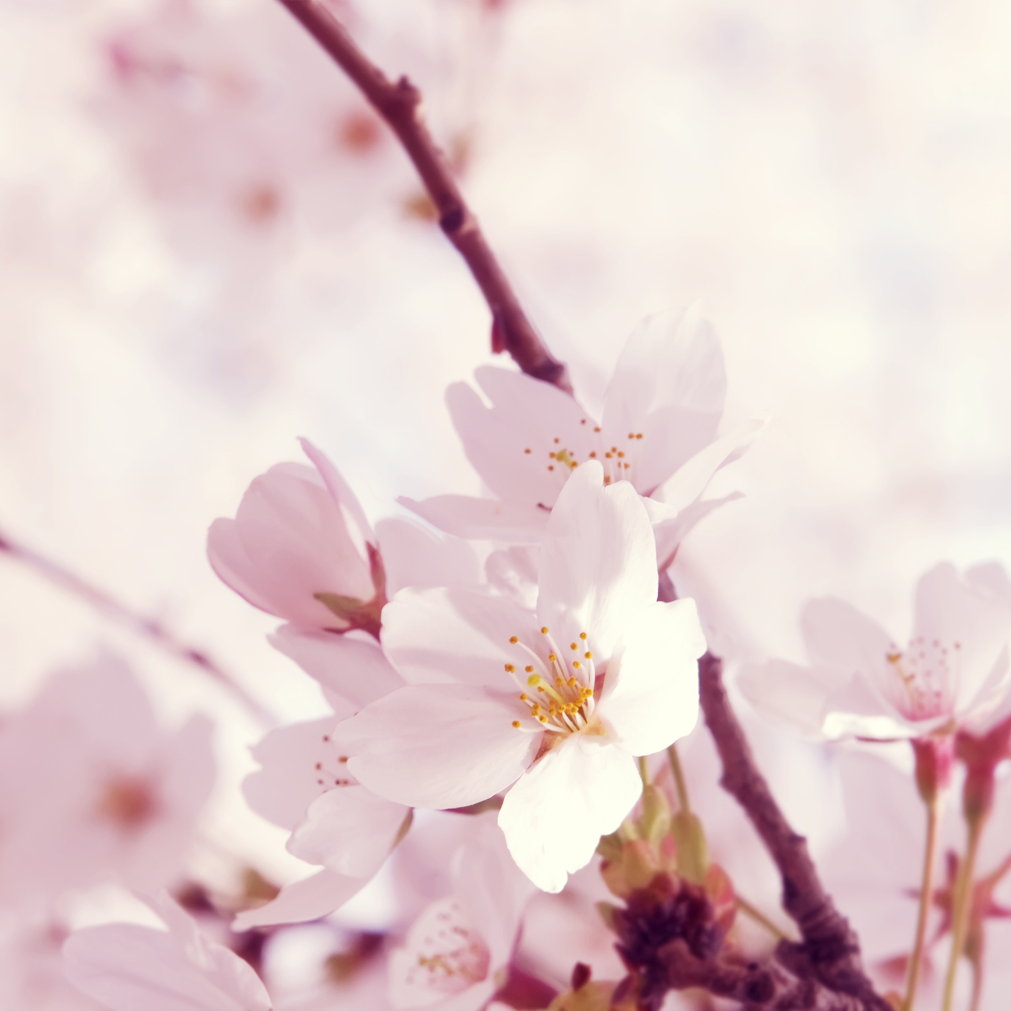 Peach Blossom , HD Wallpaper & Backgrounds