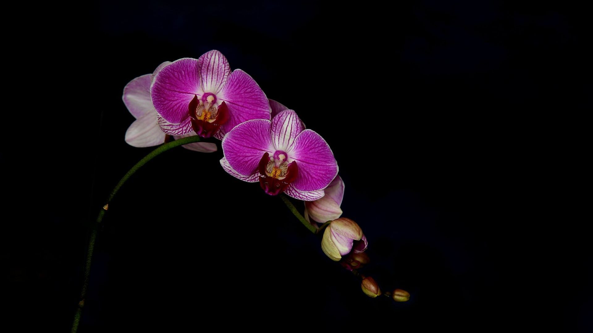 Beautiful Flowers Black Desktop Wallpaper Single Flower - Orchids Of The Philippines , HD Wallpaper & Backgrounds