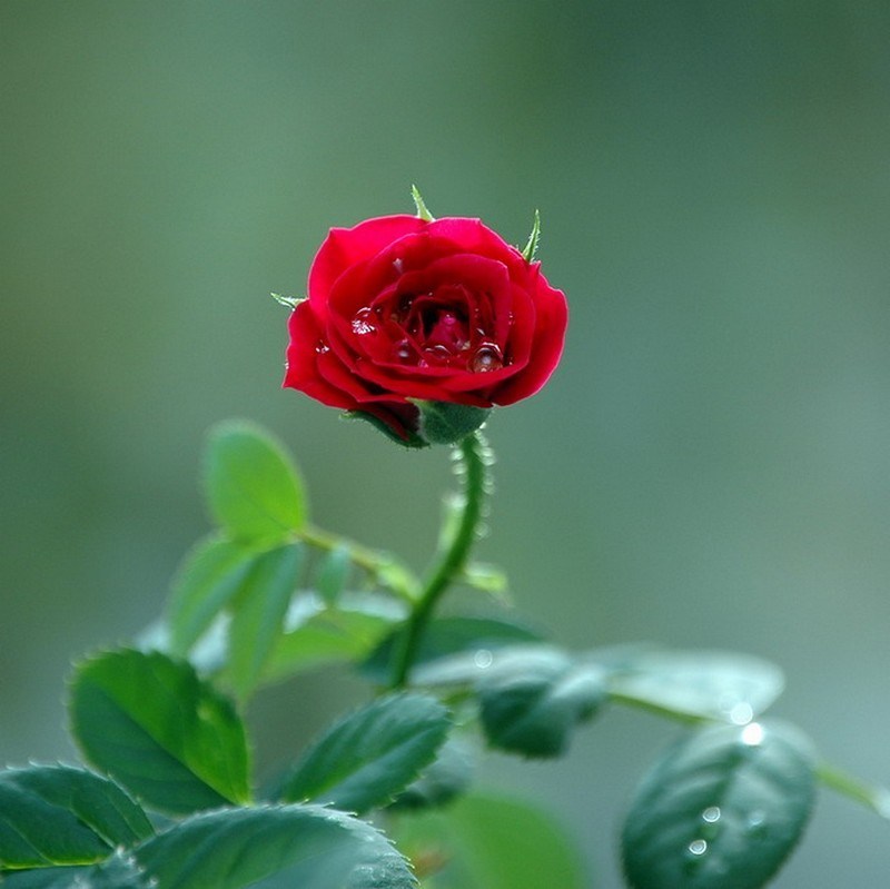 Flowers Rose Katehatheway Passion Single Red Flower - Sri Lankan Beautiful Flowers , HD Wallpaper & Backgrounds