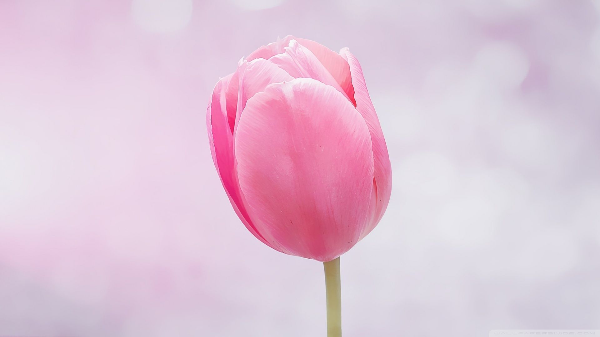 Single Flower Hd Wallpapers Wallpaper Cave - Single Pink Tulip Wallpaper Hd , HD Wallpaper & Backgrounds