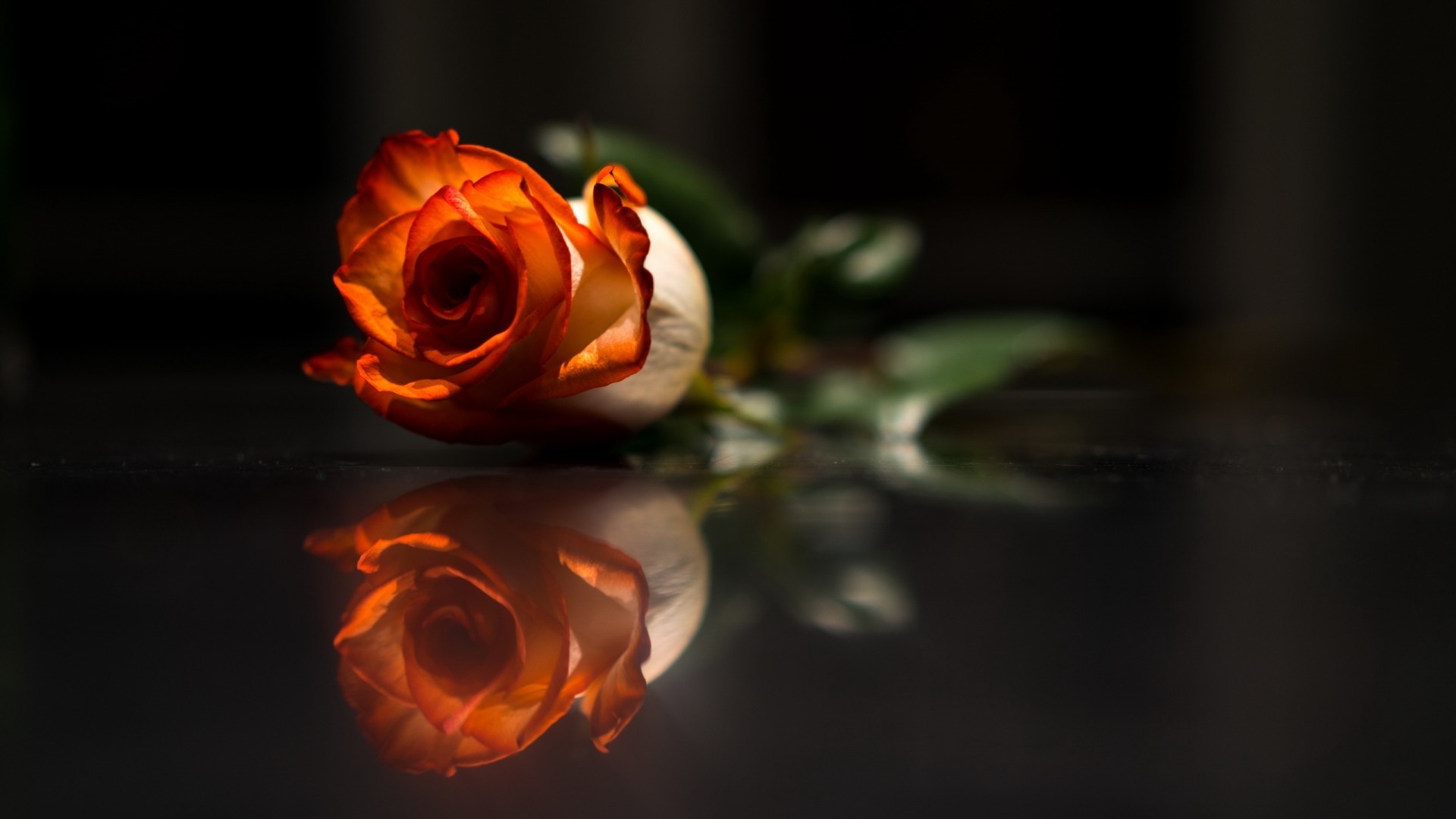 Rose Single Flowers Reflection Love Flower Desktop - Reflection Rose , HD Wallpaper & Backgrounds