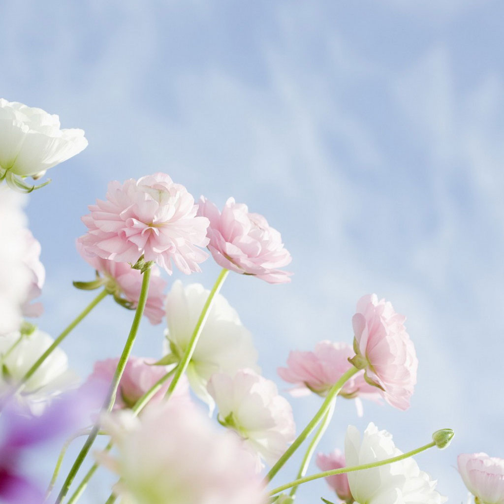Elegant Flowers Ipad Background - Free Background Image Flower , HD Wallpaper & Backgrounds
