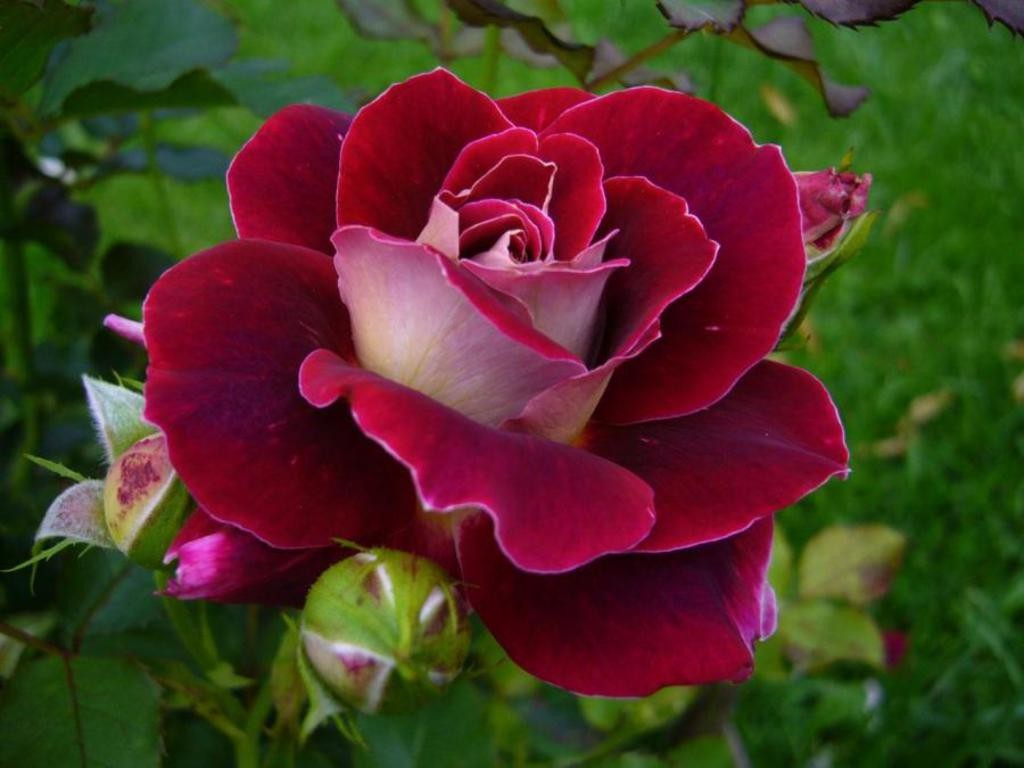 Beautiful Single Red Rose Wallpapers Hd Image Flower - Single Red Rose 3d , HD Wallpaper & Backgrounds