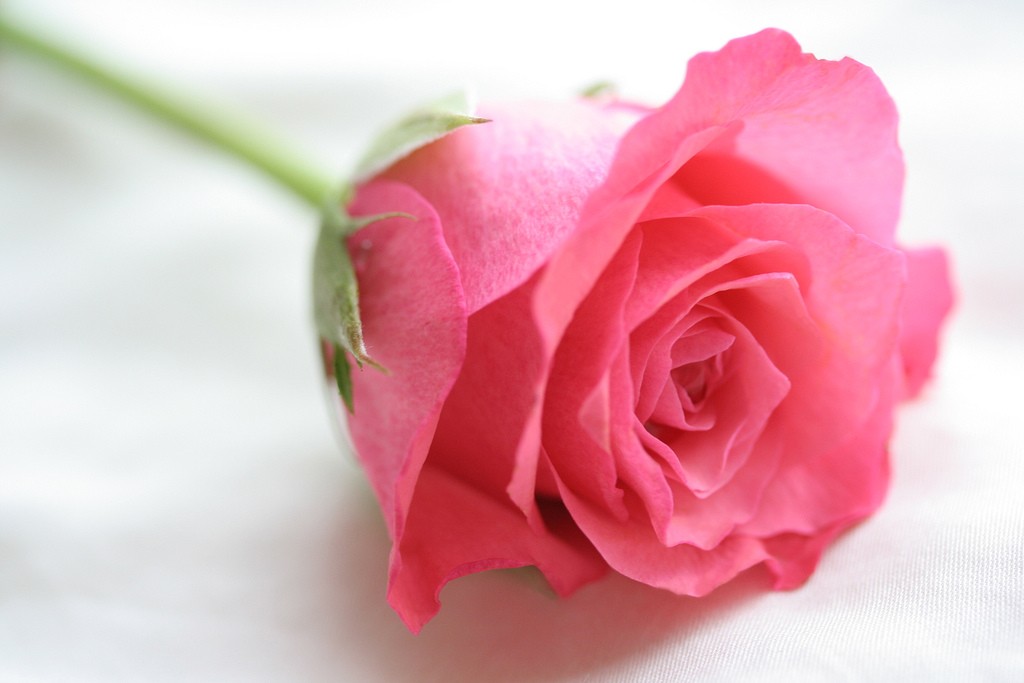Single Rose Wallpaper - Rose Colour Rose Flower , HD Wallpaper & Backgrounds